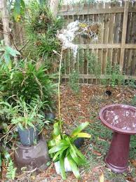 Image result for Rawsonia