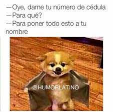 Si Te Piden La Cedula Ponte Pilas Funny Pictures Funny Animals Funny