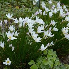 Image result for Zephyranthes candida