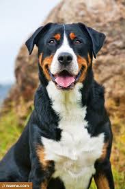 Greater Swiss Mountain Dogs When We Get A Farm We Will Have A Swissy And A Pyr Outside And A Whippet And A B In 2020 Entlebucher Mountain Dog Dogs Socializing Dogs