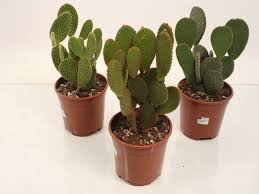 The opuntia microdasys 'bunny ears' is a cactus native to mexico. Cactus Succulent Plant Bunny Ear Cactus Height 40 Cm