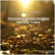 Life Is A Series Of Thousands Of Tiny Miracles Quotes Pin By Nive Subbiah On Words To The Wise Tiny Miracles Life Miracles