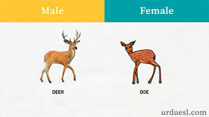 Whereas harem are female workers occasionally bearing there is no masculine and feminine gender for cat, snake, mosquito etc. Masculine And Feminine Gender Of Animals List Ultimate Gender List