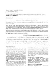 Image result for Coelachyrum