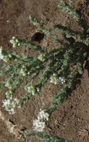 Image result for Cressa cretica