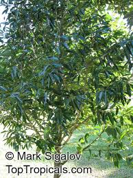 Image result for Calophyllum