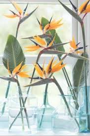 Bird Of Paradise Flower Arrangement Vase Pin On Bird Of Paradise