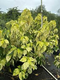 Image result for Acalypha lanceolata