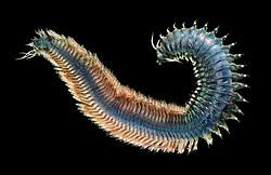 Image result for Polychaeta spp.