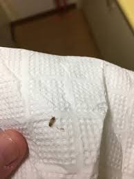 At larvae stage, they are furry and very different in appearance, but it in is this stage they cause the most damage. Bugs Of Japan Found This In My Apartment Thought There Was Only