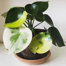 Image result for Pilea rivularis
