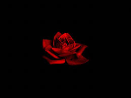 Black And Red Rose Wallpaper Dark Red Rose On Black Background Flowers Life Desktop Wallpaper Dark Red Roses Flowers Black Background Flower Phone Wallpaper