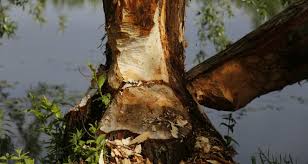 15.12.2018 · do not paint over a wound with tar or tree paint. How To Treat Damaged Trees