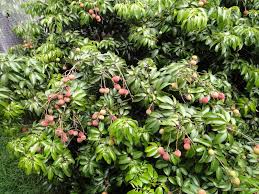 We did not find results for: My Edible Fruit Trees Lychee Trees