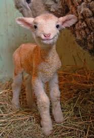 Smiling Newborn Lamb Oc Cute Goats Cute Animals Happy Animals