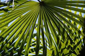 Exotische Pflanzen Im Garten In 2020 Exotische Pflanzen Pflanzen Exotische