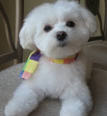 Massimo Brooklyn Ny Maltese Puppy Puppy Haircut Maltese Dogs