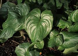 Image result for Cyanastrum johnstonii