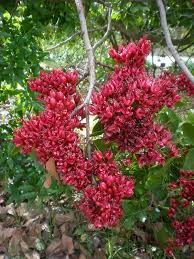 Image result for Schotia brachypetala