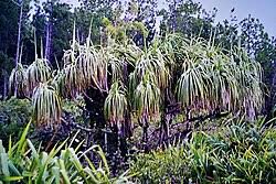 Image result for Pandanus chiliocarpus