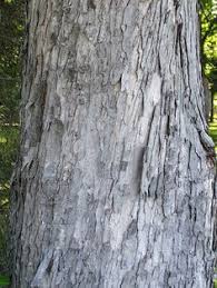 We did not find results for: 19 Silver Maple Ideas Swamp Maple Maple Acer