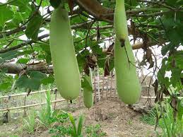 Tanaman cabe membutuhkan nutrisi agar tumbuh subur, sehat, dan berbuah banyak/lebat. Tips Agar Labu Berbuah Banyak