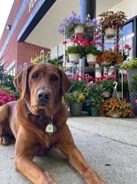 Our talented team of creatives will design a unique look for each personality. Flowers Fancies 216 Photos 43 Reviews Florists 11404 Cronridge Dr Owings Mills Md Phone Number Yelp