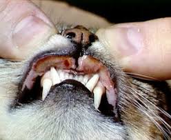 Your veterinarian will perform a physical examination of your cat and obtain a medical history from you. Cat Rodent Ulcer