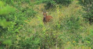 Image result for Schlechterina mitostemmatoides