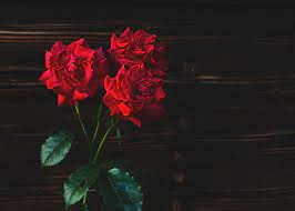 Koleksi terbaik daripada bunga ros merah jambu kertas dinding untuk desktop, komputer riba dan mobiles. Download Wallpaper Bunga Rose Hd Cikimm Com