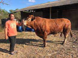 Contextual translation of pengembala lembu into english. Lembu Sado Trend Baharu Jana Pendapatan Lumayan Buletinonlines Net