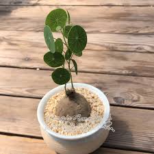 This is a male of this dioecious caudiciform. Live Succulent Plant Stephania Erecta