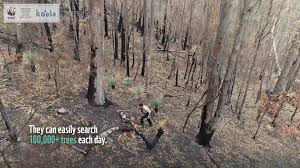 Check spelling or type a new query. Koala Can You Spot The Koala Facebook