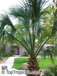 Image result for Sabal