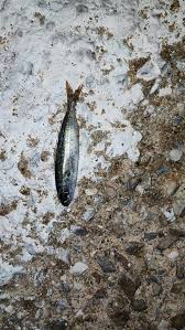 Image result for Cyclocotyla