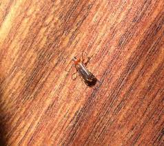 Die käfer können auch fliegen. Brauner 1cm Kafer Im Haus Wohnung