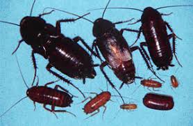 Replace roach baits as prescribed on the label or when they are completely eaten. How To Get Rid Of Oriental Roaches Oriental Cockroach Control