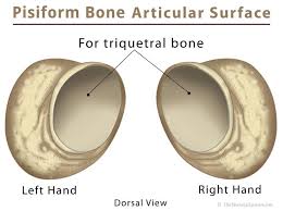 Image result for Pisiform Bone