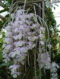 Dendrobium Aphyllum Grows In India Myanmar Thailand And South China At 200 To 1800 M In Seasonally Dry Tropic Beautiful Orchids Orchid Flower Unusual Flowers