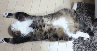 Buyuk Ihtimalle Sahura Kalktiktan Sonra Uyuyamadigi Icin Butun Gunu Uykulu Geciren 24 Kedi Kedi