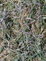 Image result for Hubbardochloa gracilis