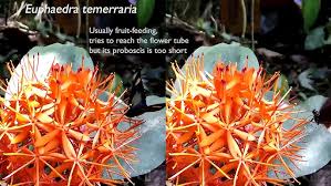 Image result for Scadoxus cinnabarinus