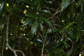 Image result for Peddiea