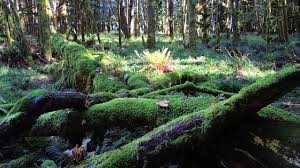Designated as both a world heritage site and an international biosphere reserve by the united nations, the park serves as a living laboratory for scientists and students, as well as an incredible natural playground for visitors. Olympic National Park Usa Reisetipps