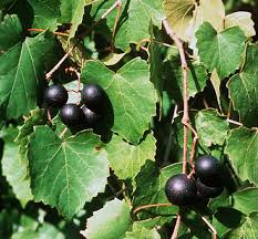 For the last month, i have been cutting the grass relatively short to shock and kill the fescue allowing. A Brief Guide To The Amazing Muscadine Wine Wine Folly