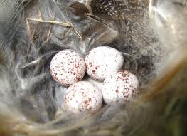 Bird Eggs For Sale Online Image Result For Man Made Birds Nests Australia Bird Egg Identification Bird Eggs Birds Online
