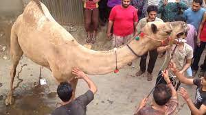 Camel qurbani 2020 dangerous camel ran away eid day 3. Dangerous Khatarnaaaaak Camel Qurbani On Eid Ul Adha Pakistan Youtube Youtube