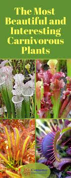 This super simple diy terrarium tutorial will turn that around and make you a master! Create A Fascinating Carnivorous Terrarium Container Water Gardens