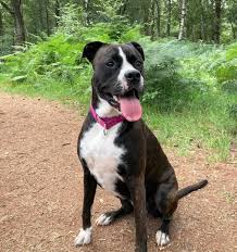 We did not find results for: Pitbull Colors 23 Coat Color Variations Explained With Pictures