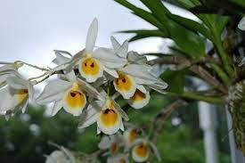 Dendrobium Bensoniae Care And Culture Culture Northeast India Manipur